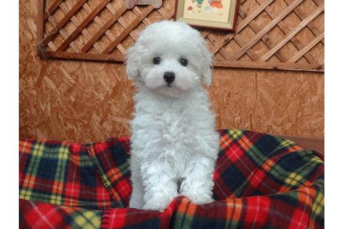 成約済の宮城県のトイプードル-135948の8枚目